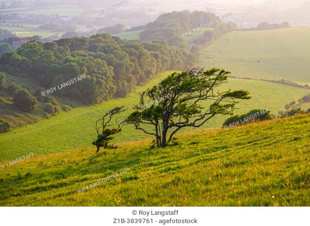 Example of wind-blown tree growth on an exposed hillside on the Isle of Wight England