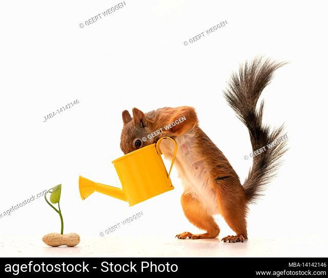 red squirrel is holding a water can with peanut plant