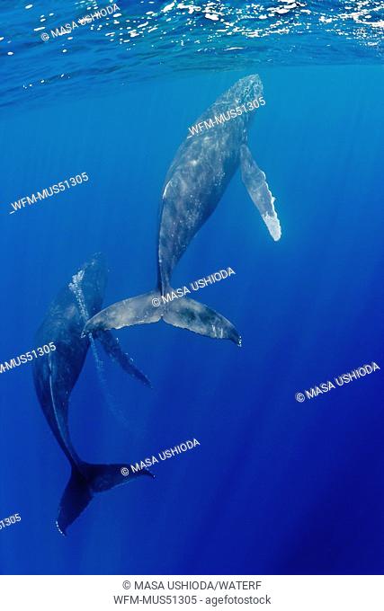 Humpback Whale displaying Courtship, Male blowing Bubbles, Megaptera novaeangliae, Pacific Ocean, Hawaii, USA