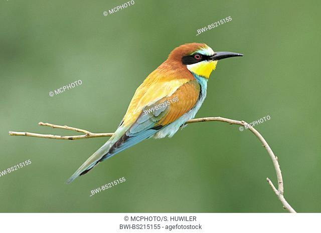 European bee eater (Merops apiaster), sitting on a twig
