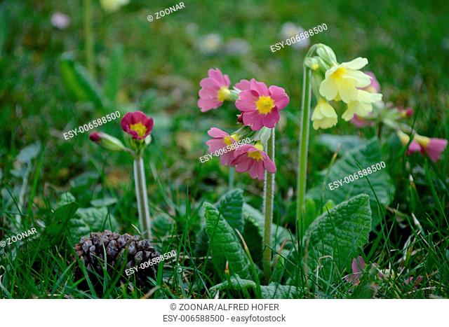 red and yellow primroses