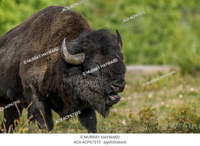 Plains Bison (Bison bison bison) Buffalo Male, Elk Island Park, Alberta, Canada