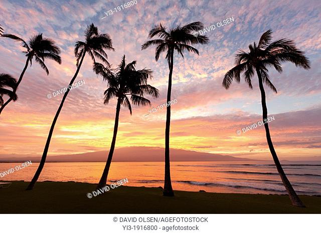 Sunrise through the palms at Ma'alaea, Maui, Hawaii