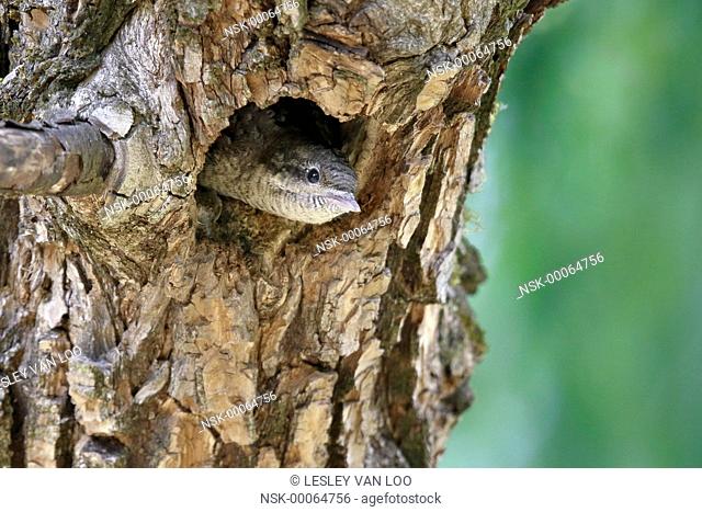 Eurasian Wryneck (Jynx torquilla) chick with its head out of the nest cavity, Italy