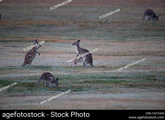 eastern grey kangaroo (Macropus giganteus) in the morning at the food intake , Queensland , Australia
