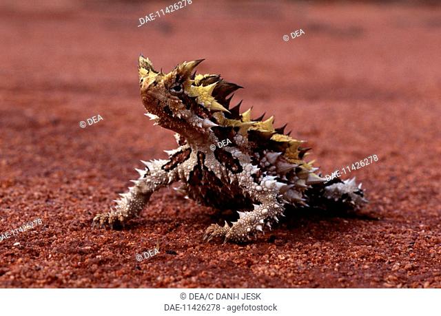 Zoology - Reptiles - Thorny devil or lizard (Moloch horridus)