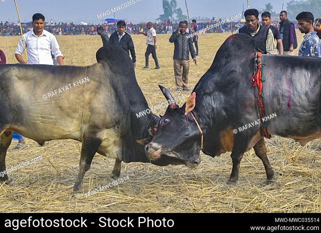 Two bulls fight at a field crowded with spectators in Sylhet’s Bolaura area. Owners of the bulls from different districts in Sylhet division bring their animals...