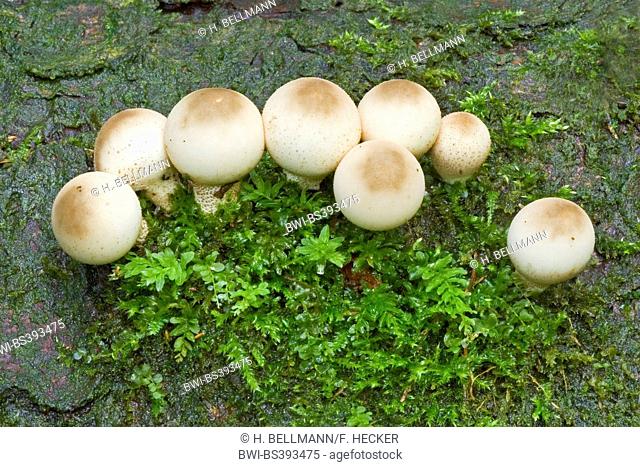 Stump puffball (Lycoperdon pyriforme, Morganella pyriformis), young fruiting bodies on mossy deadwood, Germany