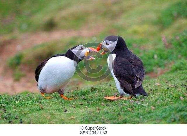 Two male Atlantic puffins Fratercula arctica fighting for a mate, Pembrokeshire Coast National Park, Wales