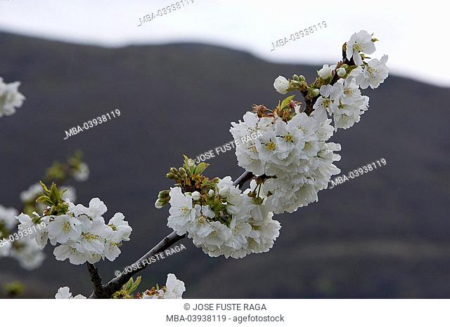 spain, Extremadura, Jerte-Valley, cherry-bloom, branch, detail, destination, sight, cherry tree-bloom, prime, season, spring, fruit tree, cherry tree, tree
