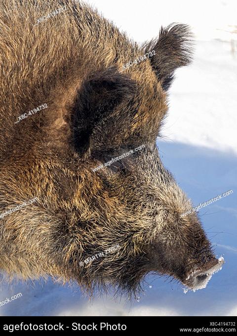 Wild boar (Sus scrofa) during winter, enclosure. Europe, Finland, Ranua Wildlife Park, March