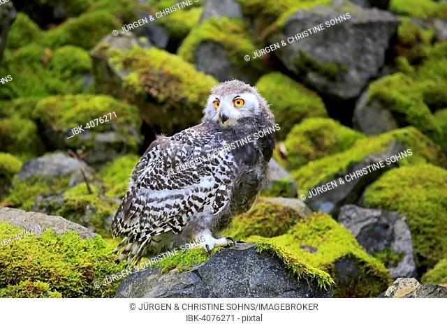 Snowy Owl (Nyctea scandiaca), young bird, captive, Rhineland-Palatinate, Germany