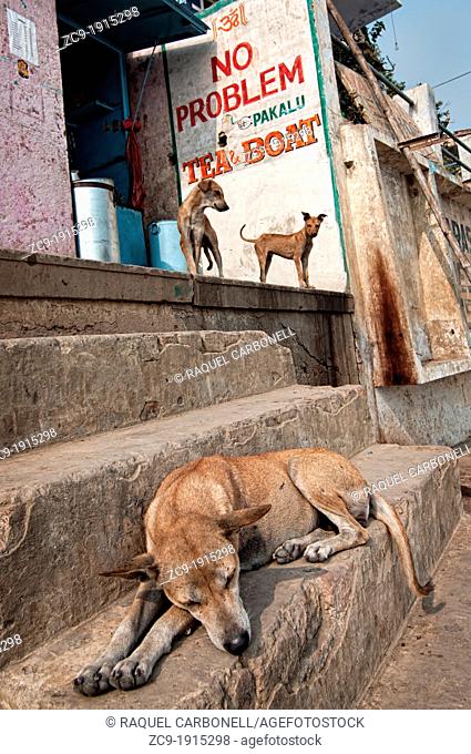Dog and puppies at a tea shop on the ghats, Varanasi, Benares, Uttar Pradesh, India