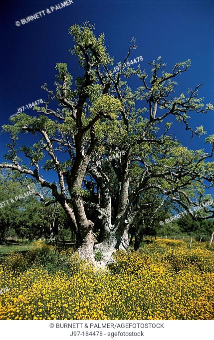Native Ombue Tree. Uruguay
