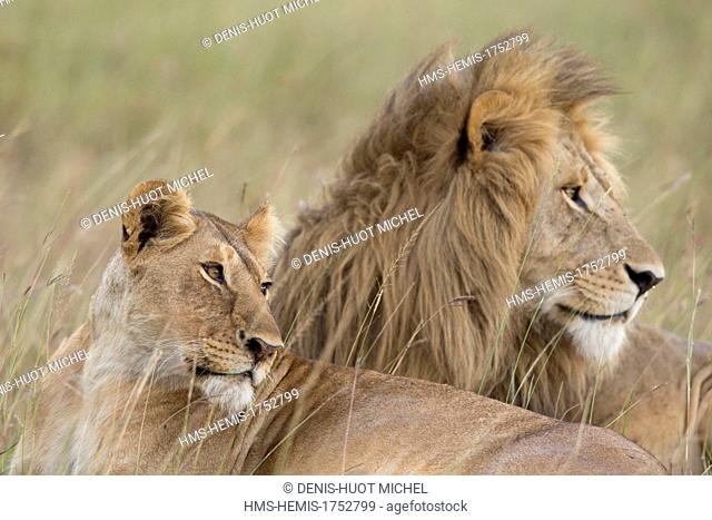 Kenya, Masai-Mara game reserve, lion (Panthera leo), couple