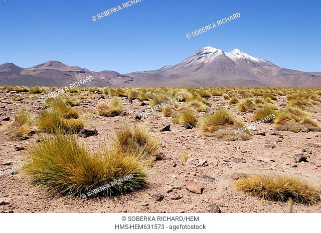 Chile, Antofagasta region, Atacama Desert, Lagoon and Miscanti Miniques, dried herbs and volcano in the highlands at 4, 200 meters altitude in the Andes