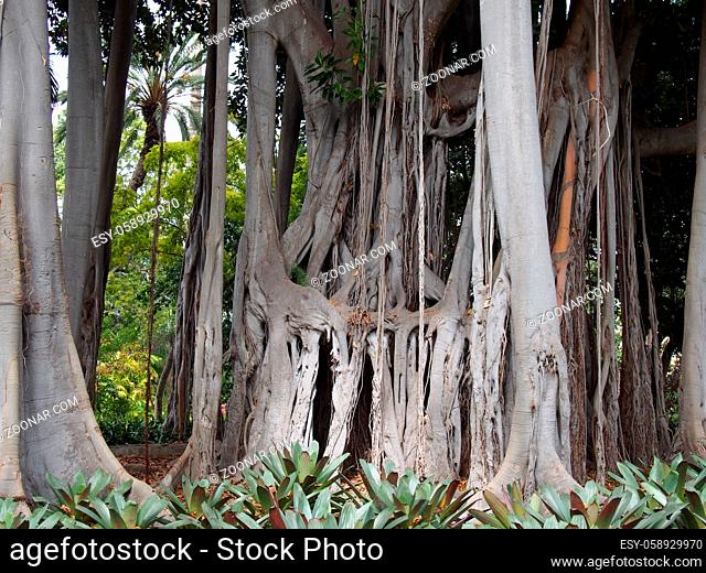 massive ancient banyan tree with complex joined trunks and branches in a jungle environment