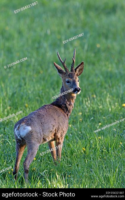 Rehbock im Fellwechsel sichert aufmerksam - (Europaeisches Reh - Rehwild) / Roe Deer buck in change of coat observes alert - (European Roe Deer - Western Roe...