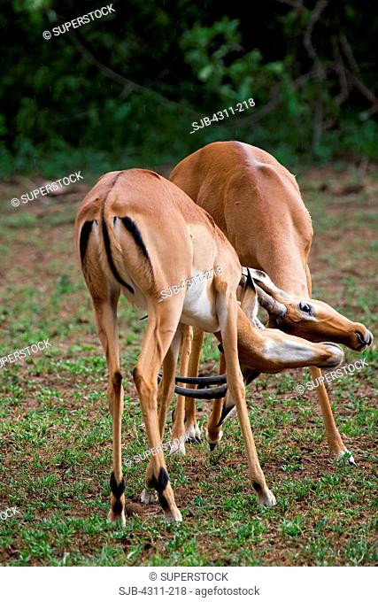 Two Young Male Impalas Practice Their Fighting Skills