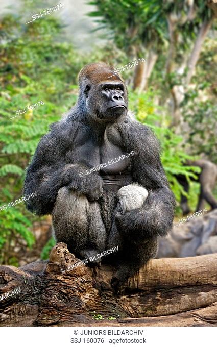 Western Gorilla - sitting / Gorilla gorilla