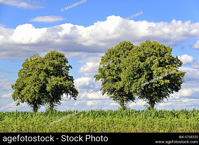 Linden trees trees (Tilia), row of trees next to cornfield (Zea mays) with flowering strips, blue cloudy sky, North Rhine-Westphalia, Germany, Europe