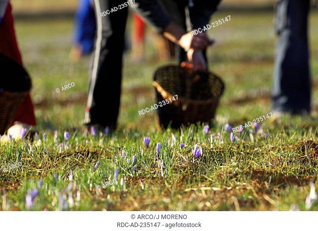 Saffron harvest, Saffron Crocus, Motilla del Palancar, Cuenca province, Castilla-La Mancha, Spain, Crocus sativus