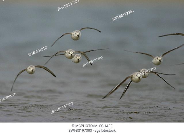 sanderling (Calidris alba), flying flock at the sea, Netherlands, Texel