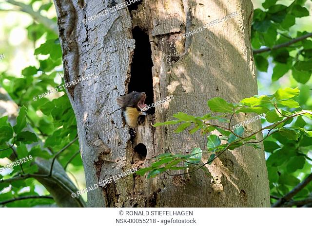 Pine Marten (Martes martes) cub yawning at its nest hole, The Netherlands, Utrecht, Utrechtse Heuvelrug