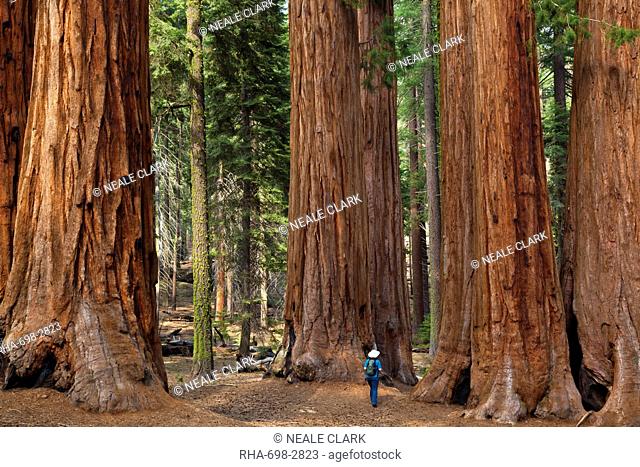 Tourist hiker, admiring the Giant Sequoia trees Sequoiadendron giganteum, known as the Parker Group, Sequoia National Park, Sierra Nevada, California