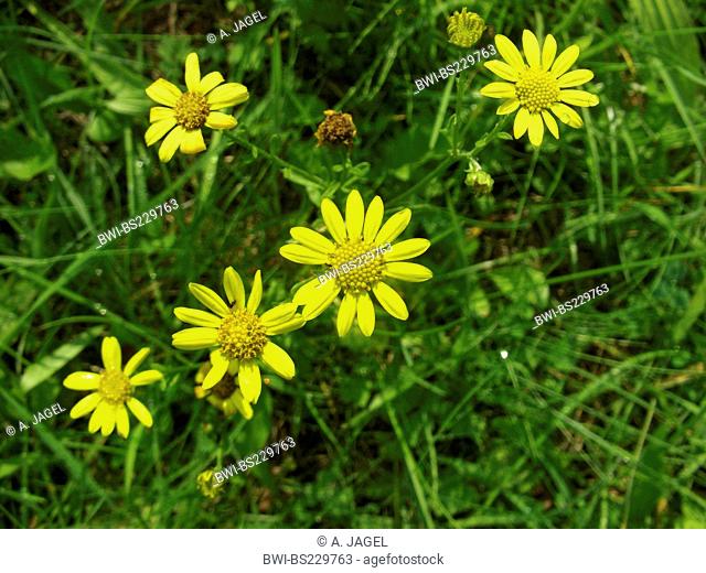 Senecio erraticus (Senecio erraticus), blooming, Germany, North Rhine-Westphalia
