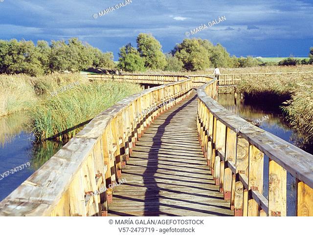 Wooden footbridge. Tablas de Daimiel National Park, Ciudad Real province, Castilla La Mancha, Spain