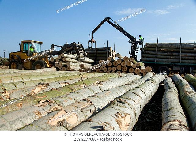Tractor loading poplar tree trunks used for plywood manufacture onto truck for transport to factory in north of Spain