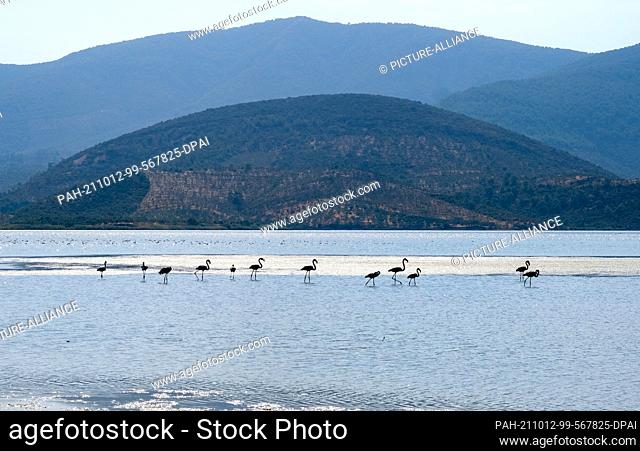 01 October 2021, Turkey, Söke: Flamingos stand in the water of Lake Bafa. They are indigenous here. There are more than 260 different species of birds and over...