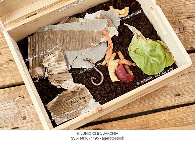 A crate for the breeding of red wigglers, filled with compost, fruit and vegetables waste and cardboard