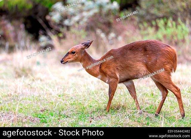 Beautiful animal, female of Mountain Nyala in natural habitat. Endemic antelope, Bale mountains Ethiopia, safari wildlife