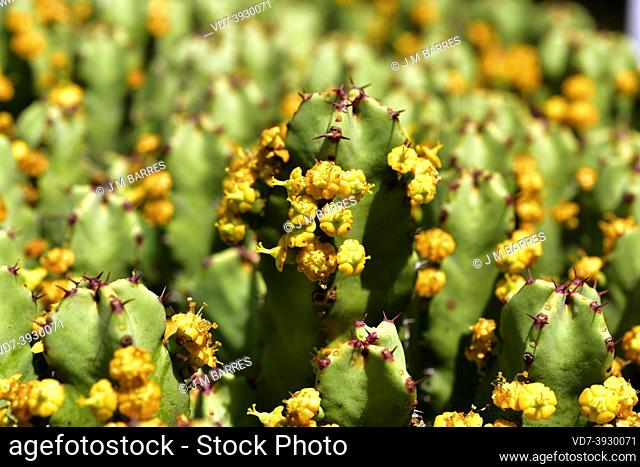 Resin spurge (Euphorbia resinifera) is a cactiform shrub endemic to Morocco. Its latex is toxic