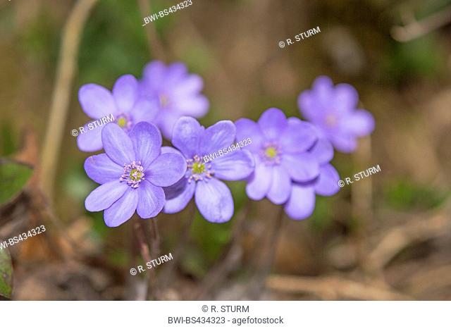Hepatica liverleaf, American liverwort (Hepatica nobilis, Anemone hepatica), flowers, Germany, Bavaria, Oberbayern, Upper Bavaria