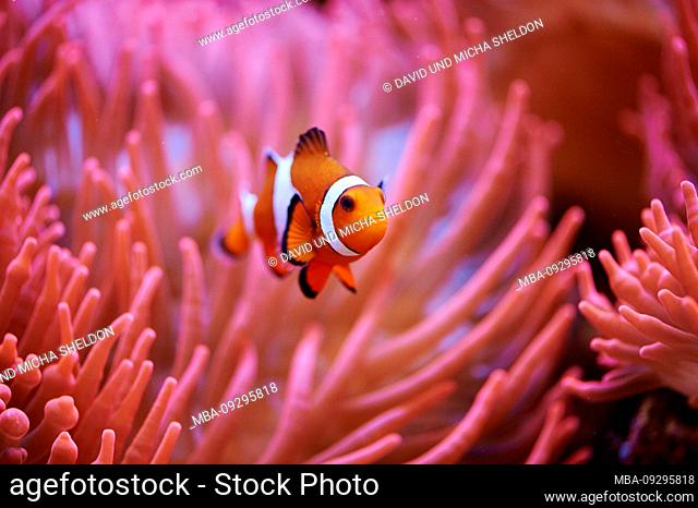 Orange clownfish or percula clownfish (Amphiprion percula), sideways, swimming