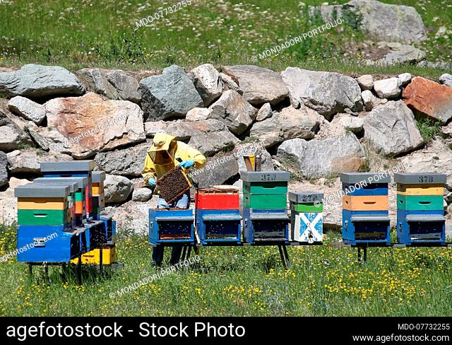 A beekeeper from Valsavarenche takes care of his bees. Valsavarenche, the only municipality in the valley, is part of the protected area of ??the Gran Paradiso...