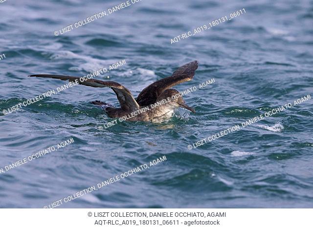 Balearic Shearwater in flight over sea, Balearic Shearwater, Puffinus mauretanicus