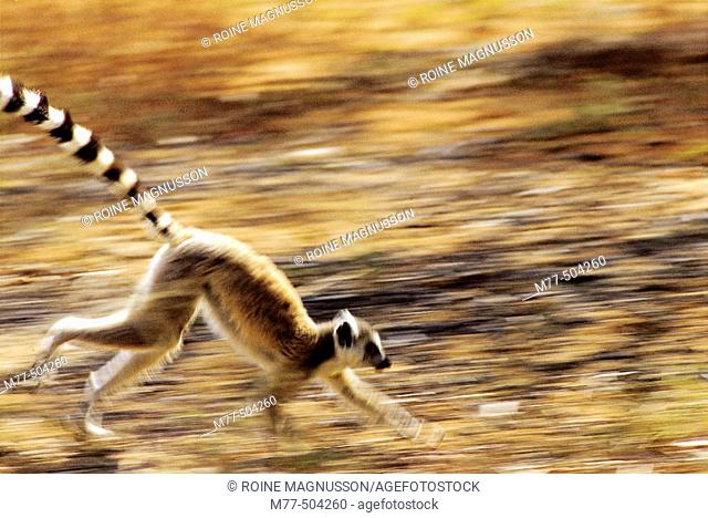 Lemur, Ring-taild lemur, (Lemur catta), blurred motion, running. Berenty reserve. Madagascar
