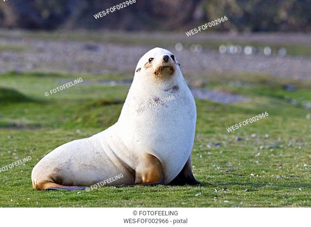 South Atlantic Ocean, United Kingdom, British Overseas Territories, South Georgia, Fortuna Bay, Whistle Cove, Antarctic fur seal