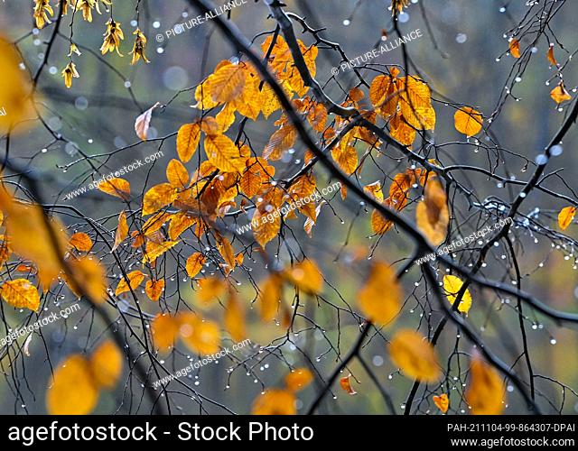 02 November 2021, Brandenburg, Tornow: Raindrops hang on the branches of a tree at the Großer Tornowsee lake in the Märkische Schweiz Nature Park and the...