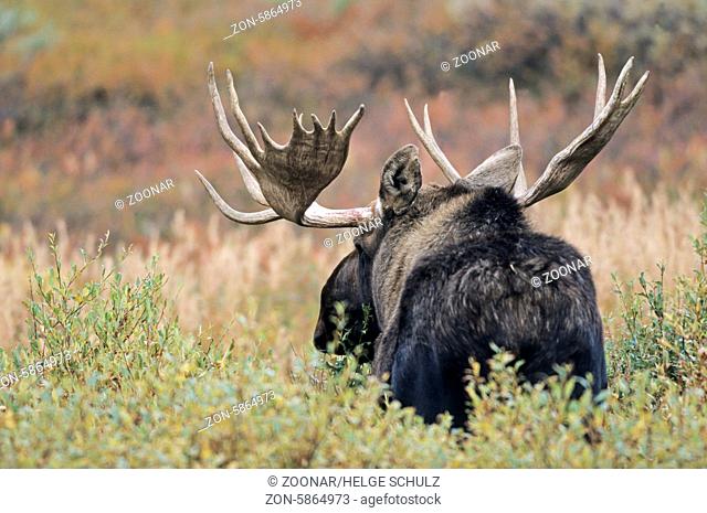 Elchbulle in der Tundra - (Alaska-Elch) / Bull Moose standing in the tundra - (Alaska Moose) / Alces alces - Alces alces (gigas)
