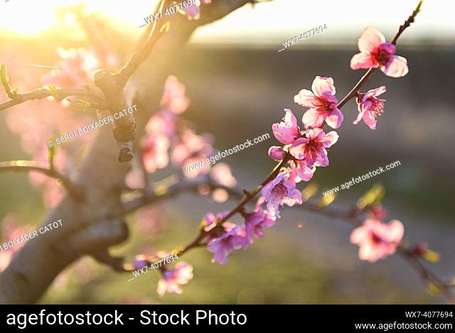 Spring sunrise in flowering fruit trees fields (peach trees) around the Utxesa reservoir (Lleida, Catalonia, Spain)
