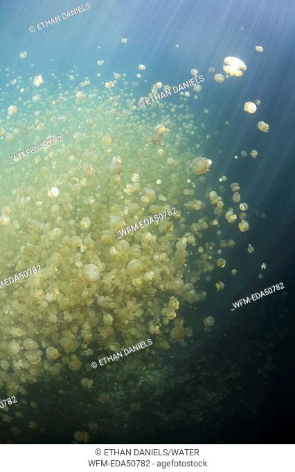 Jellyfish Lake with stingless Jellyfishes, Mastigias papua etpisonii, Micronesia, Palau