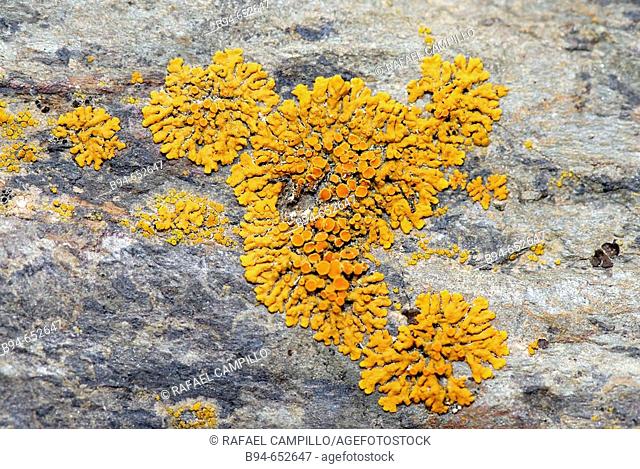 Lichen (Caloplaca sp.)