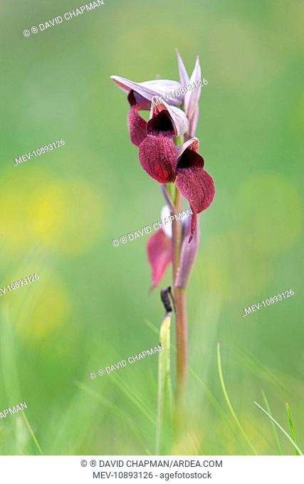 Small Flowered Tongue Orchid (Serapias parviflora). Spain