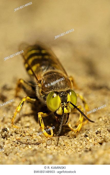 rostrate bembix wasp (Bembix rostrata, Epibembix rostrata), burrowing in sand, Germany, Brandenburg