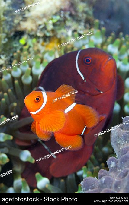 Paar Stachel-Anemonenfische, Premnas aculeatus, Tufi, Salomonensee, Papua Neuguinea | Pair of Spinecheek Clownfish, Premnas aculeatus, Tufi, Solomon Sea